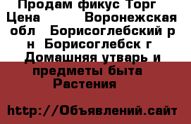 Продам фикус Торг › Цена ­ 800 - Воронежская обл., Борисоглебский р-н, Борисоглебск г. Домашняя утварь и предметы быта » Растения   